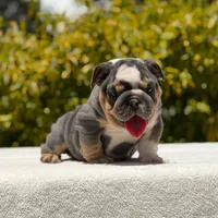 Milan, a female English Bulldog for sale in Los Angeles, CA – Photo 4 of 6