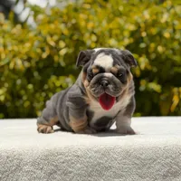 Milan, a female English Bulldog for sale in Los Angeles, CA – Photo 3 of 6
