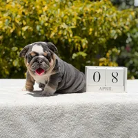 Milan, a female English Bulldog for sale in Los Angeles, CA – Photo 1 of 6