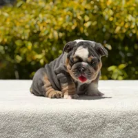 Milan, a female English Bulldog for sale in Los Angeles, CA – Photo 5 of 6