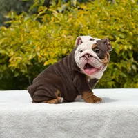 Pippa, a female English Bulldog for sale in Los Angeles, CA – Photo 3 of 7