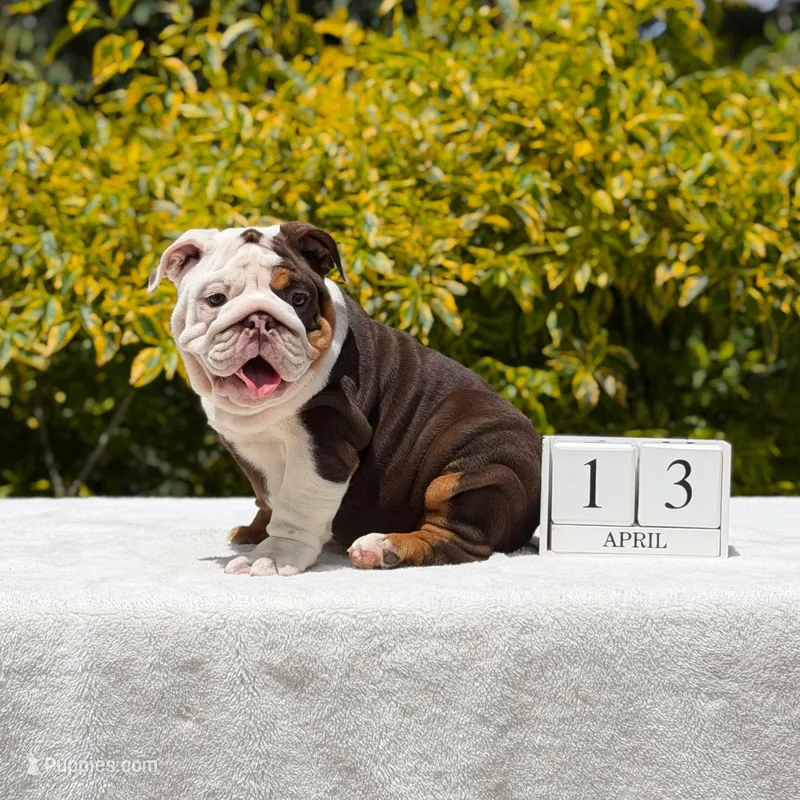 Pippa – English Bulldog puppy for sale in Los Angeles, CA
