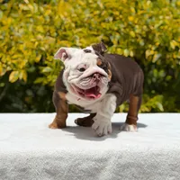 Pippa, a female English Bulldog for sale in Los Angeles, CA – Photo 6 of 7