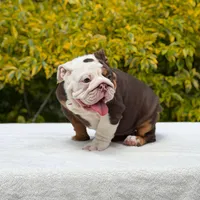 Pippa, a female English Bulldog for sale in Los Angeles, CA – Photo 5 of 7