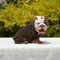 Pippa, a female English Bulldog for sale in Los Angeles, CA – Photo 4 of 7