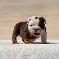 Pippa, a female English Bulldog for sale in Los Angeles, CA – Photo 2 of 3