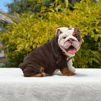 Pippa, a female English Bulldog for sale in Los Angeles, CA – Photo 2 of 7