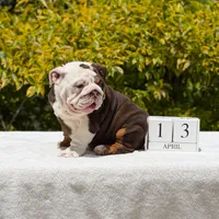 Pippa, a female English Bulldog for sale in Los Angeles, CA – Photo 7 of 7