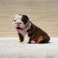 Pippa, a female English Bulldog for sale in Los Angeles, CA – Photo 1 of 3