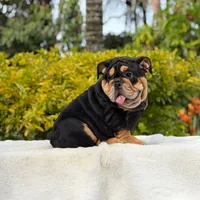 Fendi, a female English Bulldog for sale in Los Angeles, CA – 6 of 6