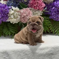Los Angeles Bulldogs Cookie, a female English Bulldog for sale in Los Angeles, CA – 2 of 4