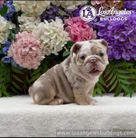 Los Angeles Bulldogs Vanilla, a male English Bulldog for sale in Los Angeles, CA – 3 of 3