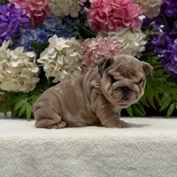 Los Angeles Bulldogs Taylor, a female English Bulldog for sale in Los Angeles, CA – 2 of 4