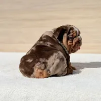 Biggie, a male English Bulldog for sale in Los Angeles, CA – Photo 3 of 3