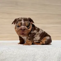 Biggie, a male English Bulldog for sale in Los Angeles, CA – Photo 2 of 3