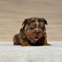 Biggie, a male English Bulldog for sale in Los Angeles, CA – Photo 1 of 3