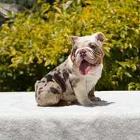 Pumba, a male English Bulldog for sale in Los Angeles, CA – Photo 2 of 6