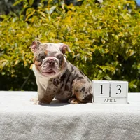 Pumba, a male English Bulldog for sale in Los Angeles, CA – Photo 4 of 6