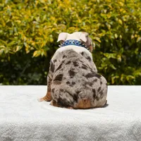 Pumba, a male English Bulldog for sale in Los Angeles, CA – Photo 5 of 6