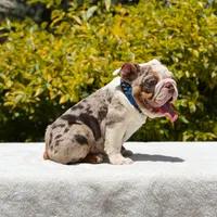 Pumba, a male English Bulldog for sale in Los Angeles, CA – Photo 6 of 6