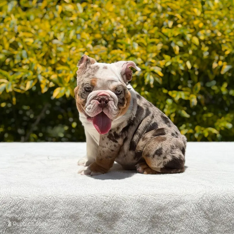 Pumba – English Bulldog puppy for sale in Los Angeles, CA