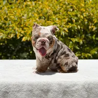 Pumba, a male English Bulldog for sale in Los Angeles, CA – Photo 1 of 6