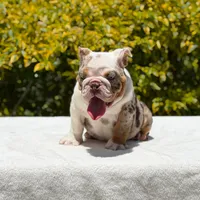 Pumba, a male English Bulldog for sale in Los Angeles, CA – Photo 3 of 6