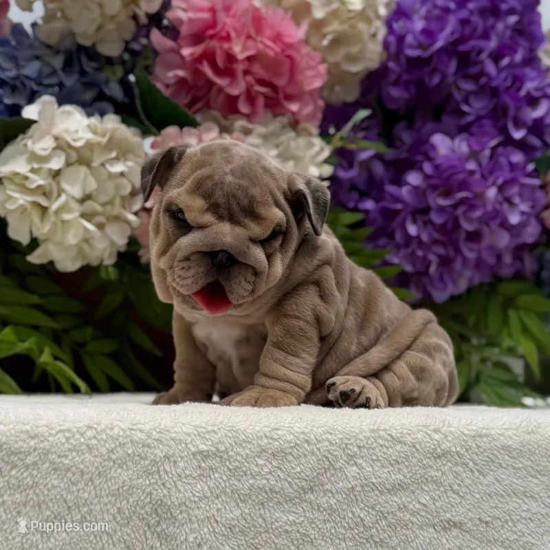 Los Angeles Bulldogs Taylor – English Bulldog puppy for sale in Los Angeles, CA