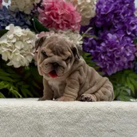 Los Angeles Bulldogs Taylor, a female English Bulldog for sale in Los Angeles, CA – 1 of 4
