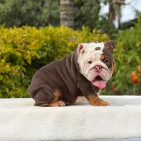 Pippa, a female English Bulldog for sale in Los Angeles, CA – 2 of 6