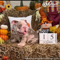 Los Angeles Bulldogs Armani, a male English Bulldog for sale in Los Angeles, CA – 3 of 4