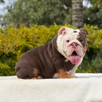 Pippa, a female English Bulldog for sale in Los Angeles, CA – 3 of 6