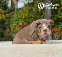 007 , a male English Bulldog for sale in Los Angeles, CA – 4 of 4