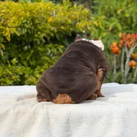 Pippa, a female English Bulldog for sale in Los Angeles, CA – 6 of 6