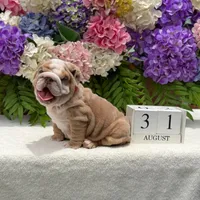 Los Angeles Bulldogs Rolex, a male English Bulldog for sale in Los Angeles, CA – 4 of 4