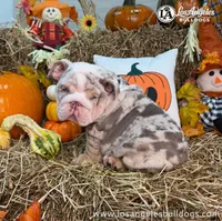 LA Bulldogs Winston, a female English Bulldog for sale in Los Angeles, CA – 1 of 4