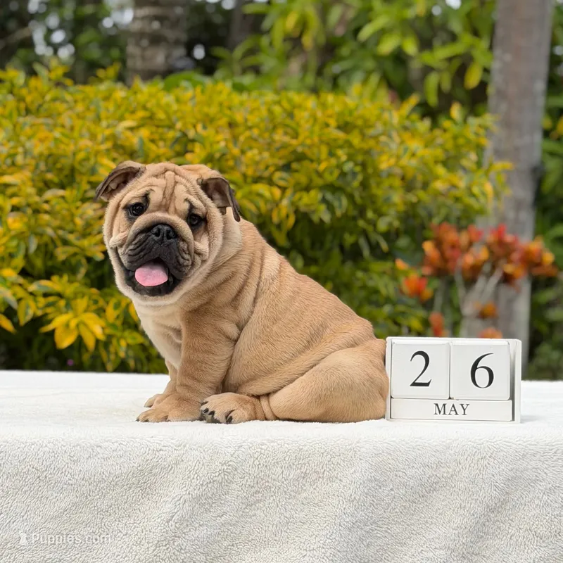 Rocco – English Bulldog puppy for sale in Los Angeles, CA