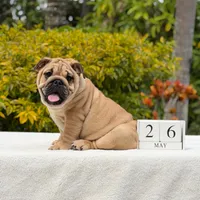Rocco, a male English Bulldog for sale in Los Angeles, CA – 1 of 6