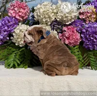 Los Angeles Bulldogs Rolex, a male English Bulldog for sale in Los Angeles, CA – 2 of 3