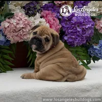 Naomi, a female English Bulldog for sale in Los Angeles, CA – 4 of 4