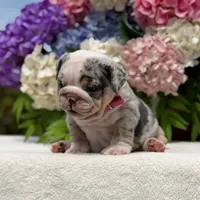 Los Angeles Bulldogs Sabrina, a female English Bulldog for sale in Los Angeles, CA – 2 of 4