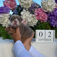 Los Angeles Bulldogs Maui, a male English Bulldog for sale in Los Angeles, CA – 3 of 4