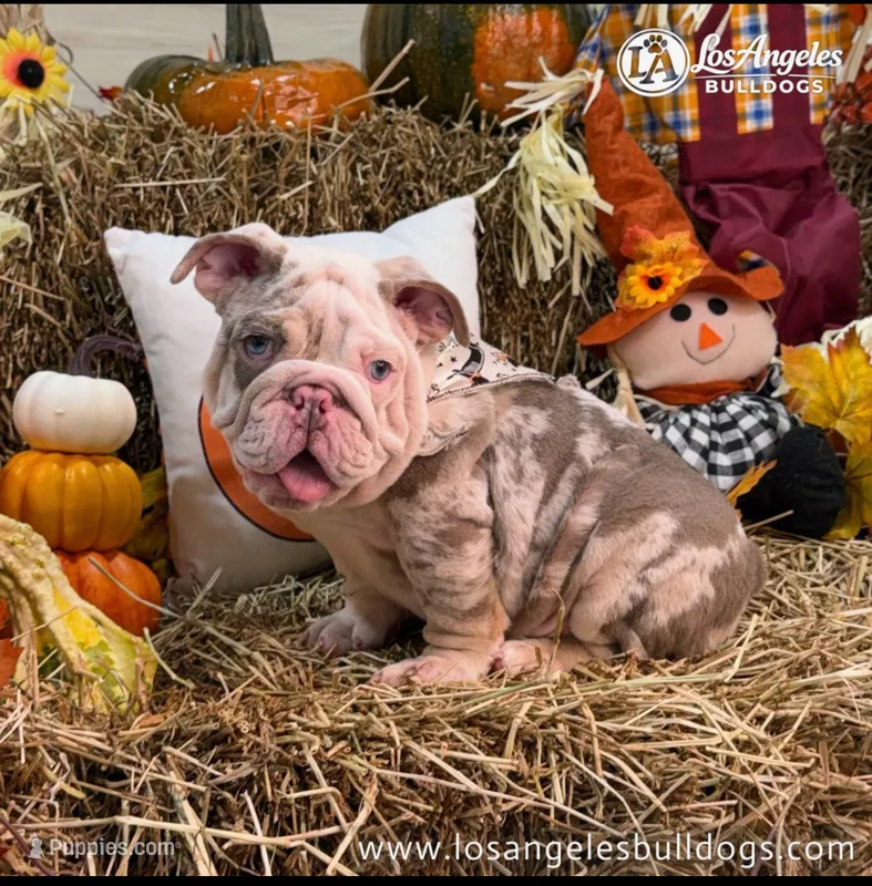 Los Angeles Bulldogs Armani – English Bulldog puppy for sale in Los Angeles, CA