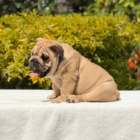 Rocco, a male English Bulldog for sale in Los Angeles, CA – 5 of 6