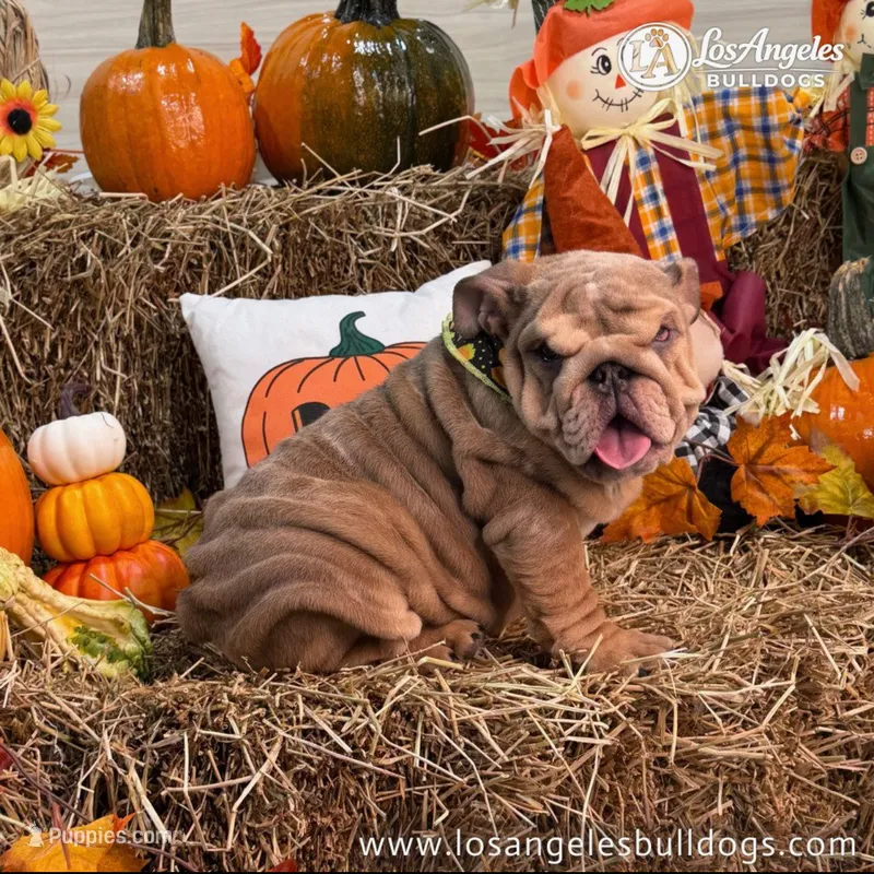 Los Angeles Bulldogs Taylor – English Bulldog puppy for sale in Los Angeles, CA