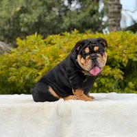 Fendi, a female English Bulldog for sale in Los Angeles, CA – 2 of 6