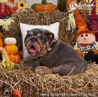 Bugatti, a male English Bulldog for sale in Los Angeles, CA – 2 of 3