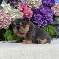 Los Angeles Bulldogs Mini Patron, a male English Bulldog for sale in Los Angeles, CA – 4 of 5