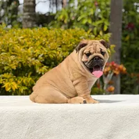 Rocco, a male English Bulldog for sale in Los Angeles, CA – 4 of 6