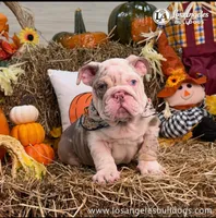 Los Angeles Bulldogs Armani, a male English Bulldog for sale in Los Angeles, CA – 4 of 4